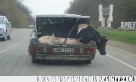 vaca,maletero,coche,viejo,cerdo,granja