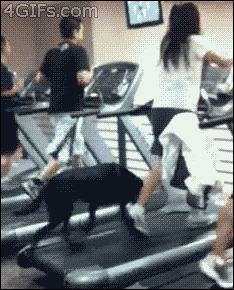 gimnasio,caminar,ejercicio,perro,cinta de correr,chica