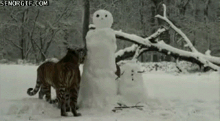 deshacer,tigre,Muñeco,nieve