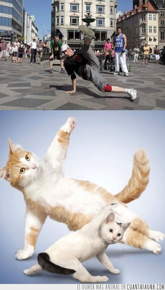 breakdance,gato,gatito,hiphop