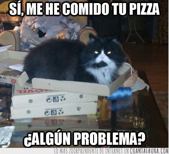 borde,gato,pizza,comer,cajas,mirada fija,enfadado,mala leche