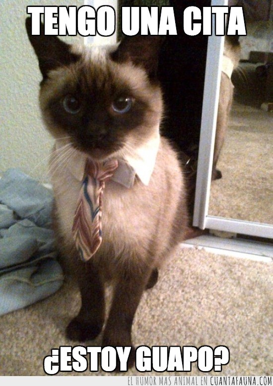 corbata,minino,cita,cuello de camisa,suit and tie