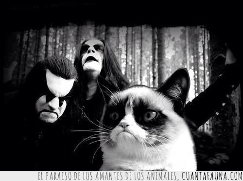 Grumpy cat,metal,kiss,gato gruñon,blanco y negro