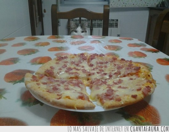 gato,pizza,vigilancia,al acecho