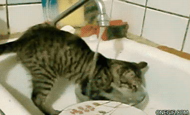 casa,gato,lavar,platos