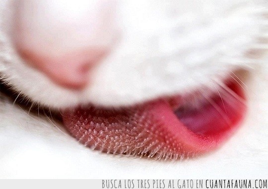 lengua,gato,zoom,forma,pinchos
