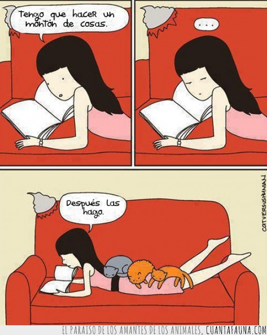 gatos,catversushuman,sofa,leer,encima