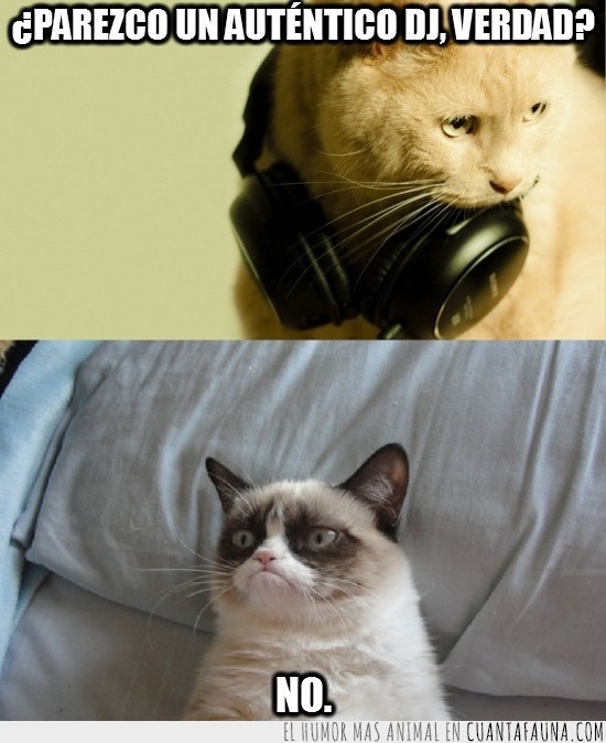 grumpy cat,dj,no,cascos,auriculares