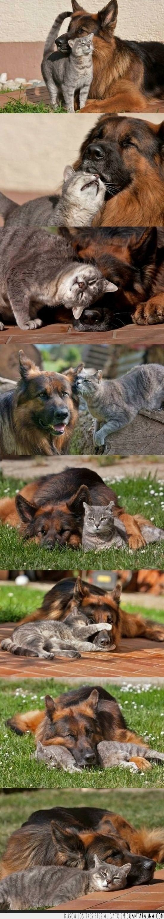 perro,gato,amistad,amor,relacion,quererse,amigos