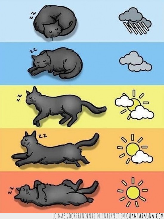 gato,climas,pronostico,tiempo,dormir,termometro