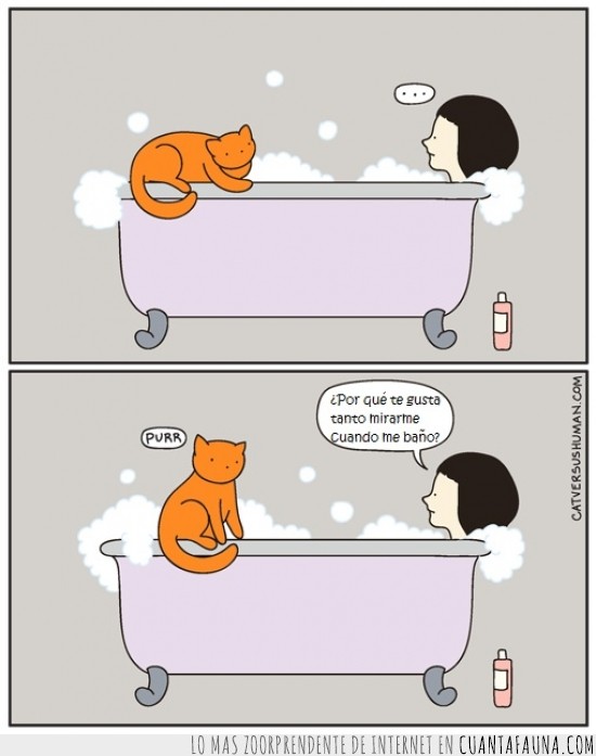 gato,baño,bañera,mirar,voyeur