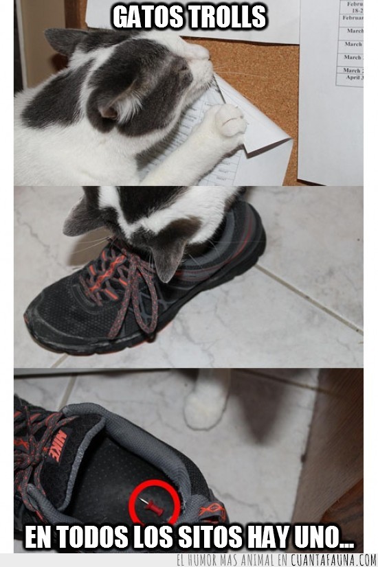 zapatillas,chincheta,bambas,folio,gato,gato ninja