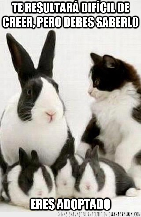 adoptado,gato,conejos,parecido,blanco y negro