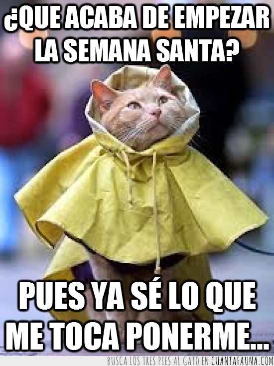 gato,chubasquero,nublado,preparado,amarillo,llover,lluvia,vacaciones