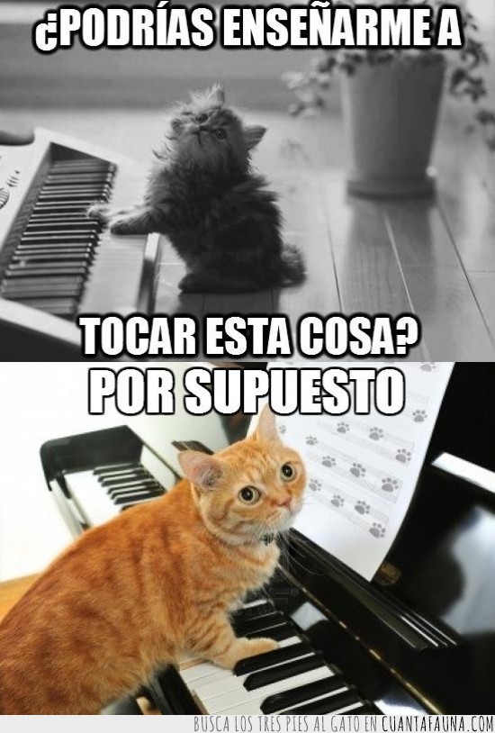 gato,piano,novato,maestro,enseñar,tocar