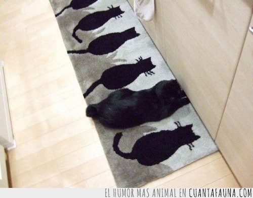 gato,camuflaje,negro,alfombra