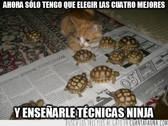 gato,tortugas ninja,enseñar,adiestrar,tortugas de tierra
