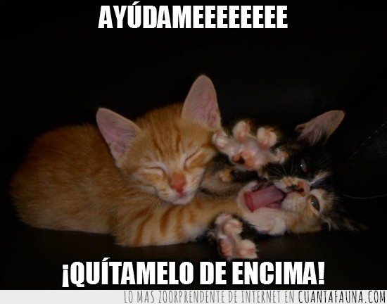 abrazo,cariño,gatos,amistad,amor