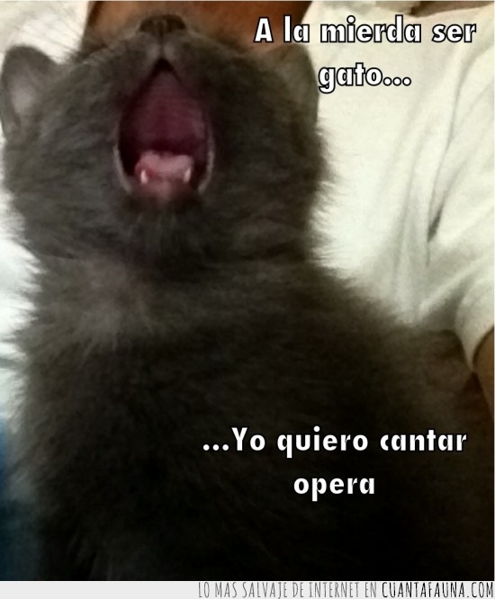 gato,cantar,ópera,gatiano pavarotti,boca abierta,bostezo