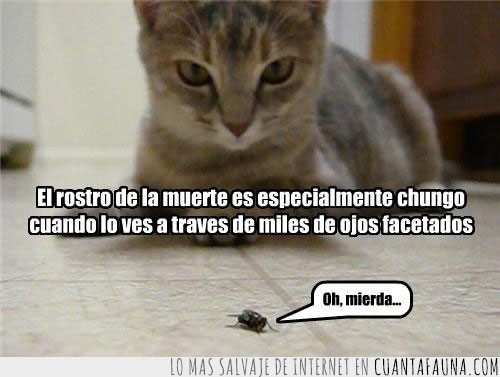 ojos,muerte,horror,mosca