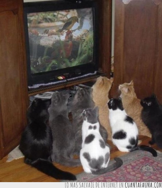 gatos,tele,pajaro,television,caja tonta