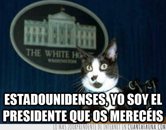 the white house,la casa blanca,gato,presidente