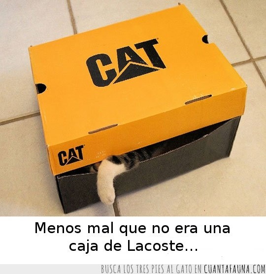 gato,cat,caja,lacoste,cocodrilo