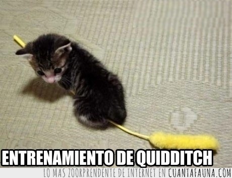 quidditch,gatito,escoba,adorable,volar,mago,harry potter