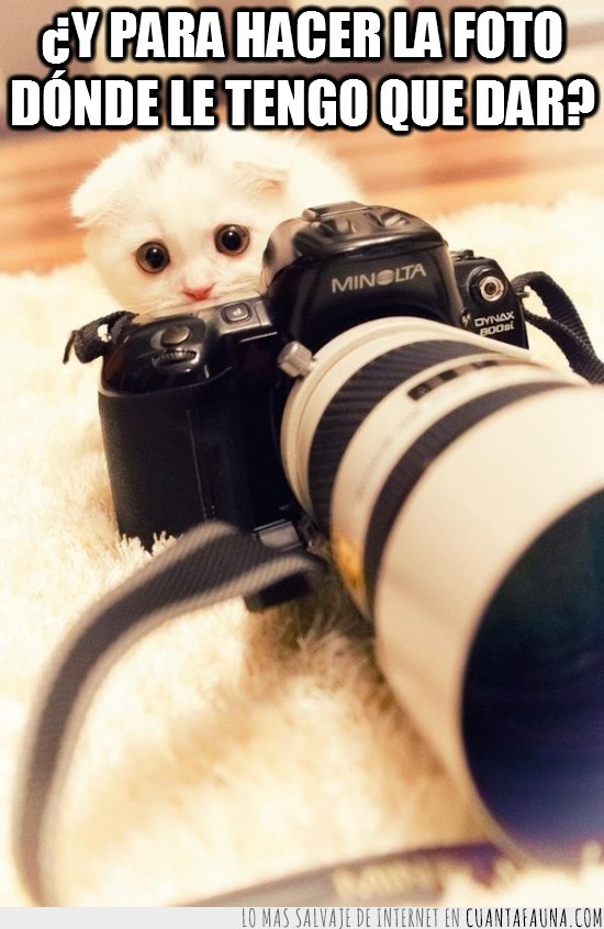 4178 - Gatos fotógrafos
