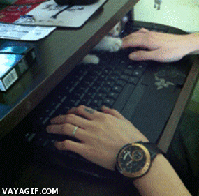 dejar,gato,jugar,ordenador,teclado,tocar,travieso