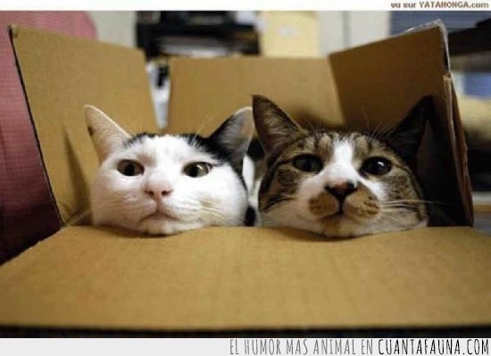 caja,gatos,amigos,mirando,juntos,compartir