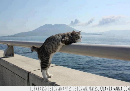 Mar,paseo maritimo,mirar a lo lejos,gato marinero,esperar