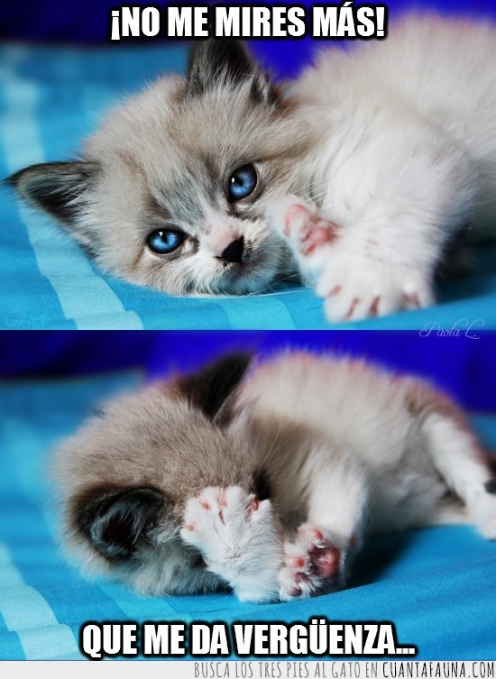 blanco,cachorro,gatito,ojos azules