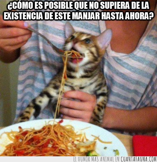 espaguetis,gato,humano,spaguetti,comida,tomate,manjar
