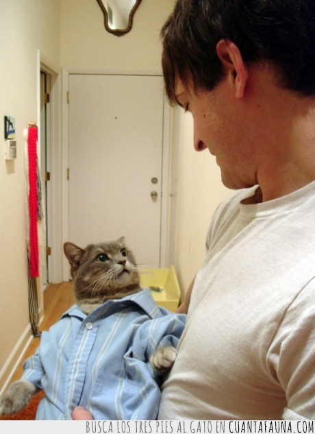 sorpresa,qué miras,camisón,camisa,gato