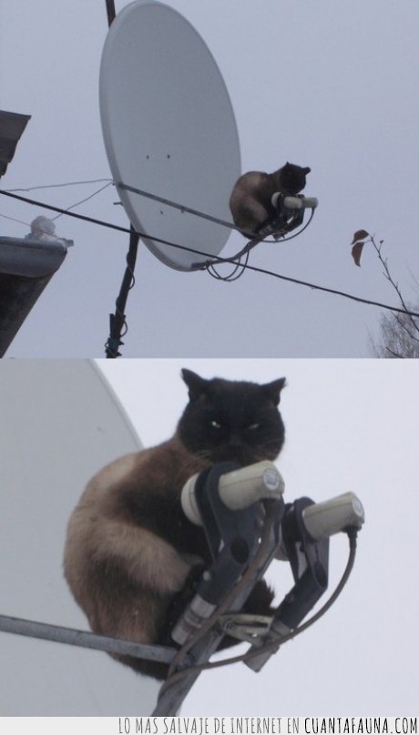 gato,antena,parabolica,tapar,señal,futbol