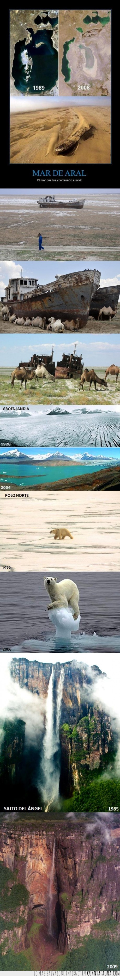 mar aral,groenlandia,polo norte,salto del ángel,calentamiento global,oso,cambio,naturaleza,destrucción