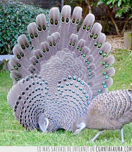 color,gris,pavo real