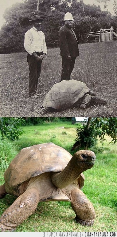 18043 - JONATHAN - La tortuga más vieja del mundo (nació el 1832) La fotografía de arriba fue tomada el 1900