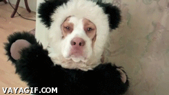 gracioso,perro,disfraz de panda,sufrir,matame