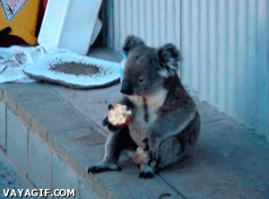 sentado,koala,manzana,comer,adorable