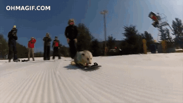 surfera,snowboard,zarigüeya,Board,nieve,Shaun White