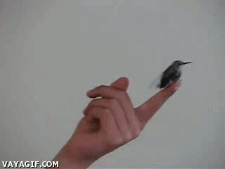 periquito,colibrí,perico,mascota,mainstream