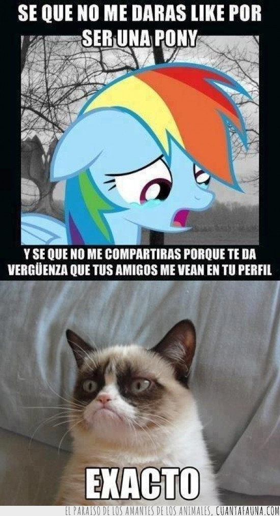 exacto,my little pony,gato gruñon,muro,grumpy cat
