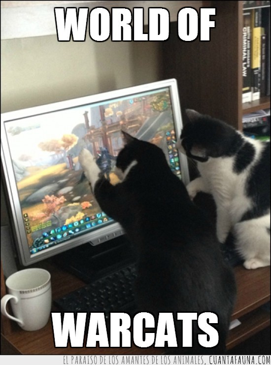 gatos,pantalla,gato,wow,world of warcraft,ordenador