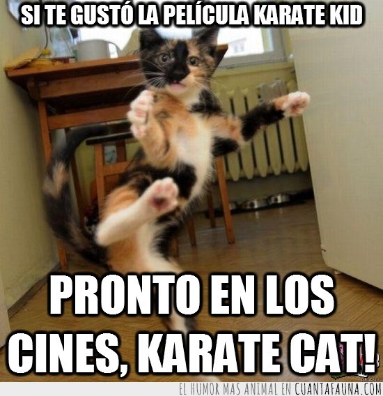 karate cat,karate kid,patada,gato
