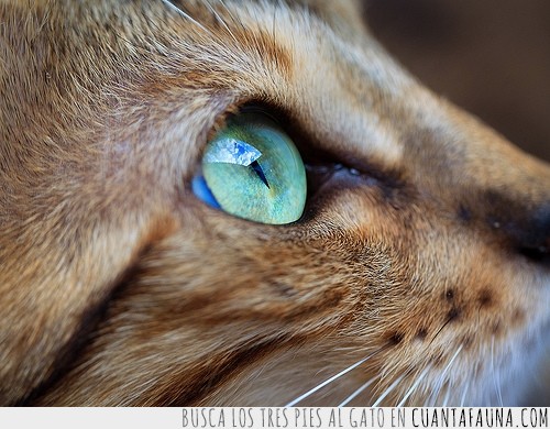 ojo,azul,gato,marrón,precioso