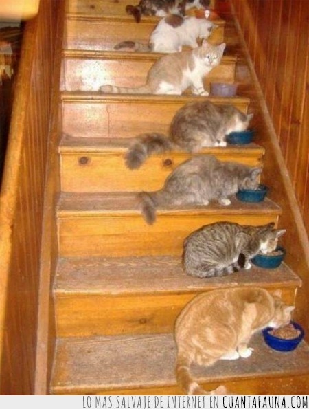 escalones,gatos,escaleras,comer,ordenados