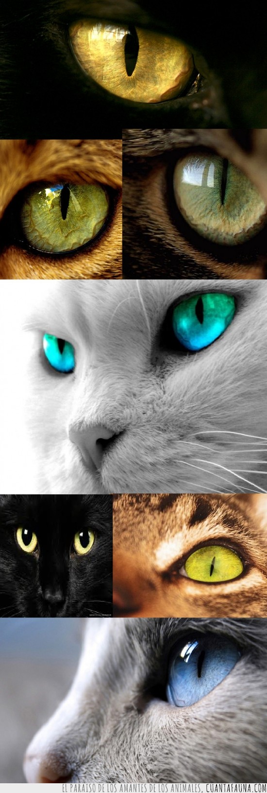 gato,impresionante,ojo