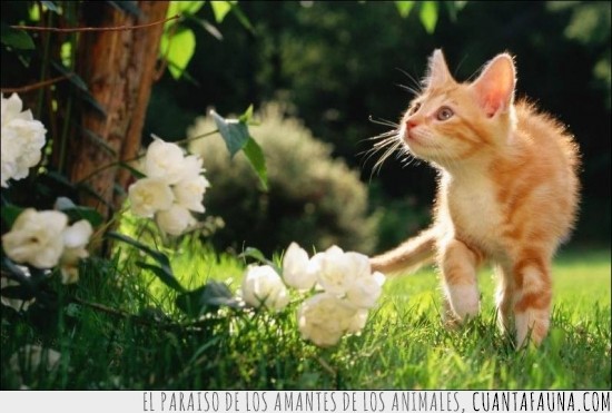 gato,hermoso,imagen,naturaleza,arbol,primavera